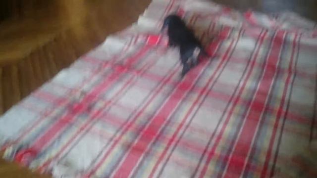 Шери в новом доме. Осваивается. День первый. смотреть онлайн