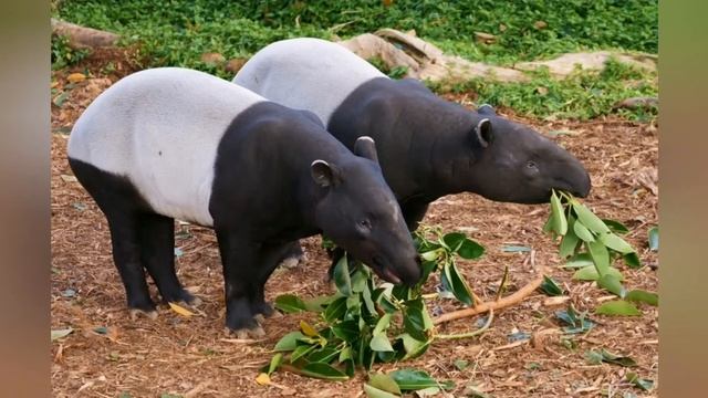 6 фактов о тапире.