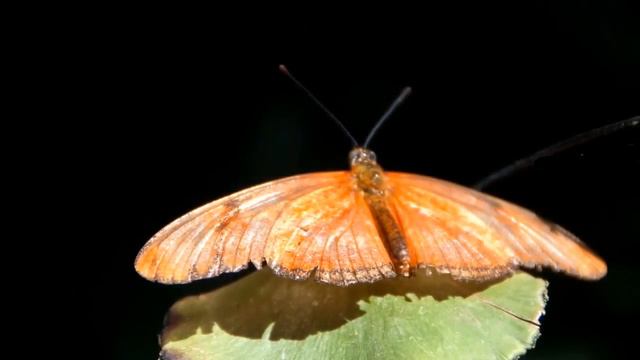 Милые цветочки смотреть онлайн