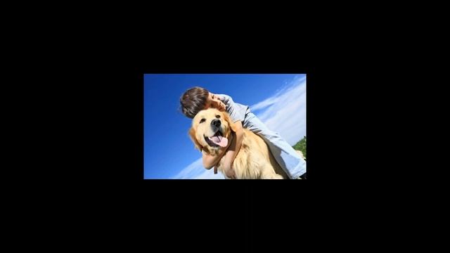 Как выбрать домашнее животное? смотреть онлайн