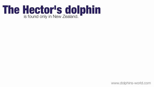 Where Do Dolphins Live?