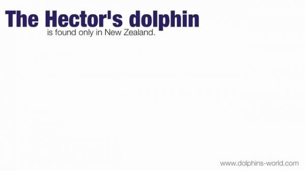 Where Do Dolphins Live?