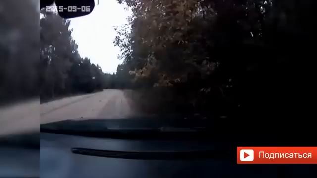 15 Видео ДТП лосей и автомобиля снятых на видеорегистратор 2019 ВСЕ ЛОСИ ВЫЖИЛИ смотреть онлайн