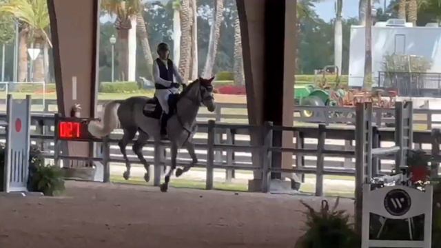 Cocky - 2016 Oldenburg Gelding (Cornet Du Lys x Carthago Z) смотреть онлайн