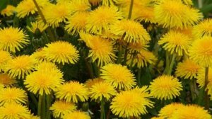 Сорняки – это не приговор! Как “выжить” одуванчик с огорода?