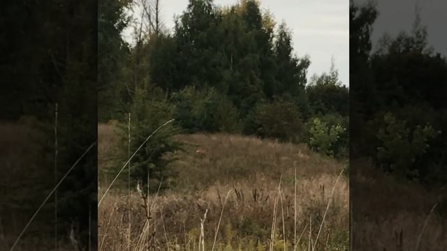 Косуля #сибирская косуля смотреть онлайн