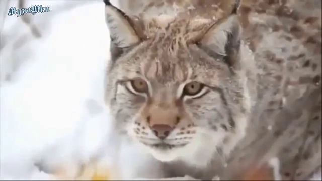 ♫ ЭТОТ ДИВНЫЙ ЗИМНИЙ ЛЕС !!!.mp4 смотреть онлайн