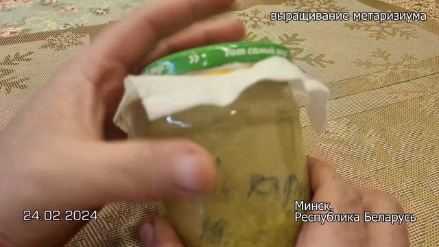 Выращивание Метаризиума в домашних условиях из коммерческого препарата от компании Profit. Мой опыт