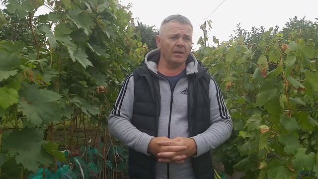 Виноград для рынка и для себя, ГФ Подарок Ирине. смотреть онлайн