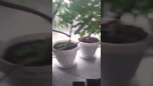 Инжир в доме смотреть онлайн