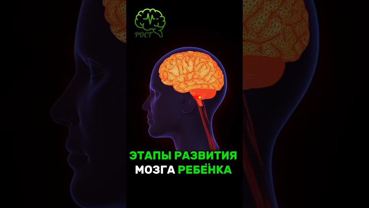 ЭТАПЫ РАЗВИТИЯ МОЗГА РЕБЁНКА #дети #мозг