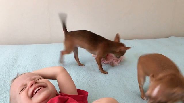 Чихуахуамини в продаже. Суперкурносые бебифейс. Эксклюзивные девочки, прививки, документы РКФ смотреть онлайн