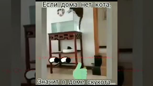 Если дома нет кота, значит дома скукота смотреть онлайн