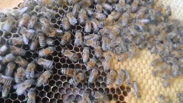 ПЧЕЛОВОДСТВО ПЧЕЛИНЫЙ УЛЕЙ смотреть онлайн