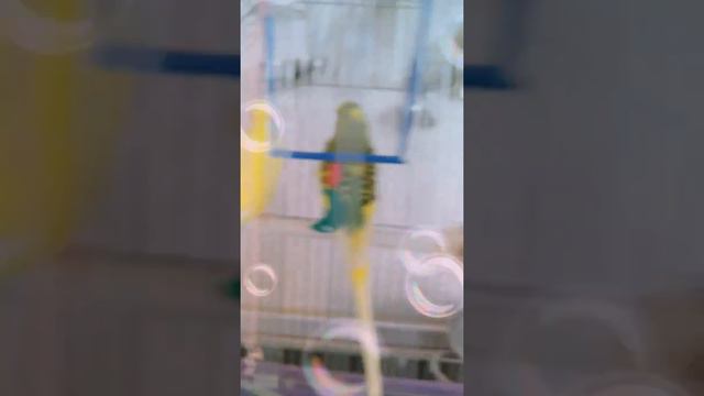 Любовь двух попугаев как попугаи знакомятся смотреть онлайн