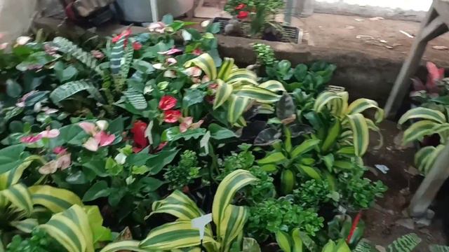 Plants Ready for Shipping || July 3, 2023 || Juanito's Garden | смотреть онлайн