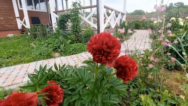 ПИОНЫ В МОЕМ САДУ! Lemon Chiffon, Red Grace, Carnation Bouquet, Mackinac Grand. смотреть онлайн