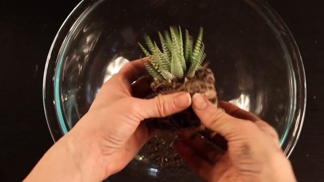 DIY Tutorial On How To Make A Terrarium with Cacti and Desert Plants смотреть онлайн