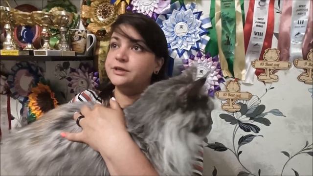 ПИТОМНИК КОШЕК: мифы и реальность. НАШ ПИТОМНИК смотреть онлайн