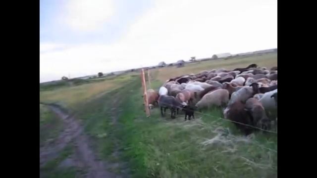 Электропастух для овец смотреть онлайн