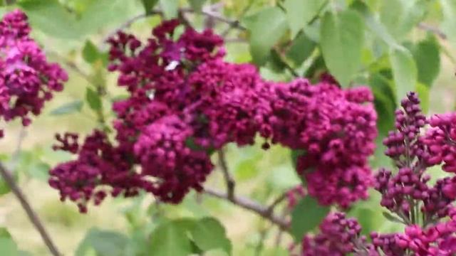 Сирень Заря Коммунизма смотреть онлайн