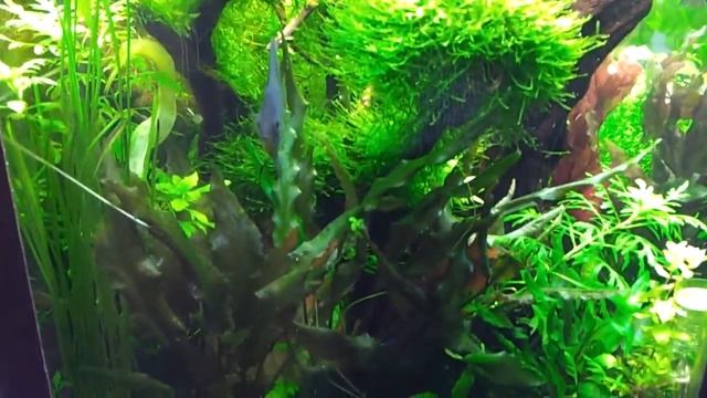 Planted tank 250 liter смотреть онлайн