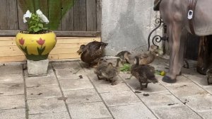 Дикая утка. Кряква. Утята диких уток. Как кормить разведение