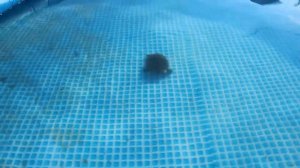 ЧУТЬ НЕ УТОПИЛИ ЧЕРЕПАХУ В БАССЕЙНЕ/ Красноухая ЧЕРЕПАХА плавает в бассейне/ Красноухая ЧЕРЕПАХА