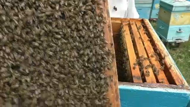 Что делать, если нет ульев, а рой надо посадить? смотреть онлайн