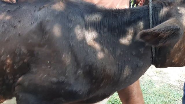 Big Size (13cmx 9cm)Lymph Node (बड़े आकार का लिम्फ नोड)in Lumpy Skin Disease effected calf!Recovery смотреть онлайн