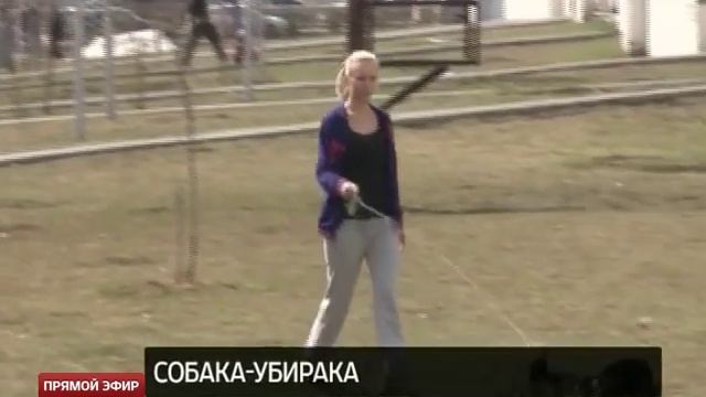 В Академическом поселилась собака-убирака смотреть онлайн