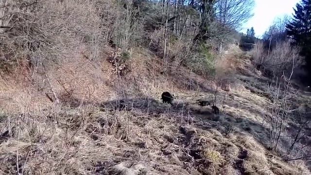 словацький копов анні ,пірат і піка притравка по кабану slovensky koppv смотреть онлайн