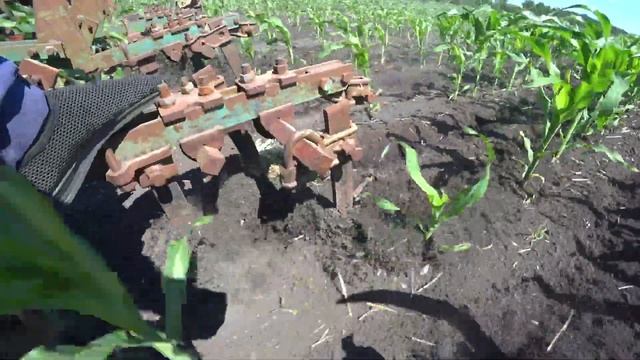 Кукуруза Прёт на Глазах / Междурядная Культивация Кукурузы /Надо всё Успеть до Дождей смотреть онлайн