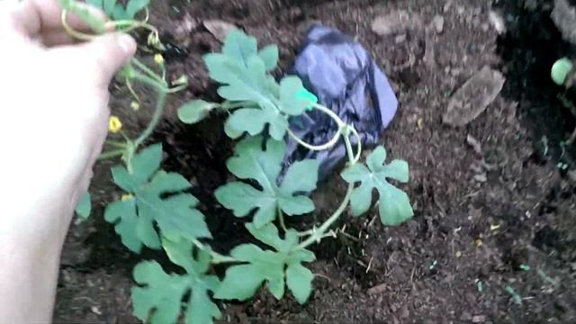 Грибная студия