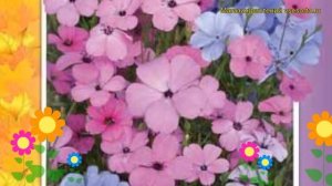 Вискария Смесь окрасок. Краткий обзор, описание характеристик viscaria oculata Smes' okrasok