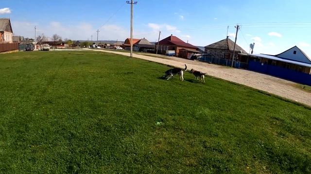 Чем обернулась знакомство Овчарки с Волком и Питбулем. Драка/оскал волка/нападение смотреть онлайн