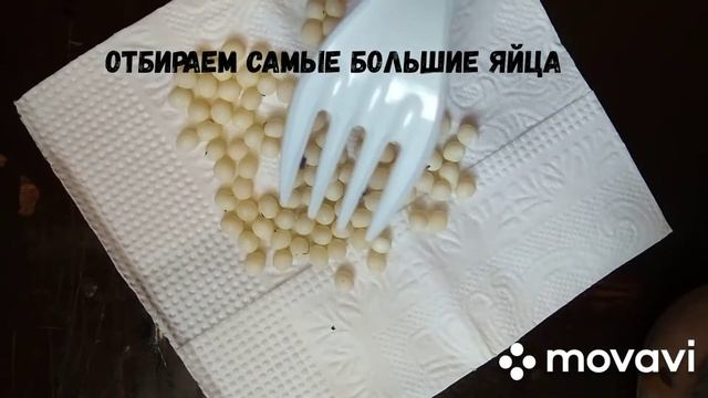 Как правильно инкубировать кладку улиток ?? смотреть онлайн