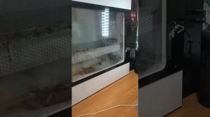 инкубатор OVO-156, а стоит ли его брать?