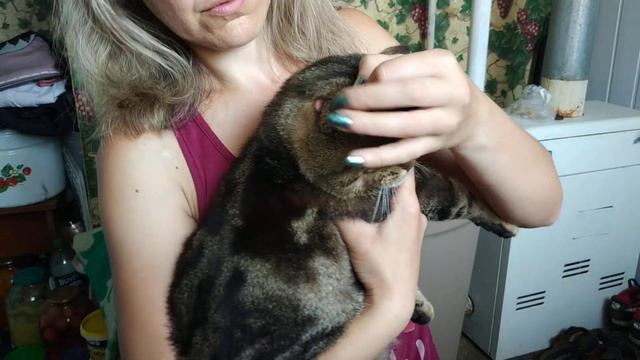 #Ушной клещ у кота. Как лечить? смотреть онлайн