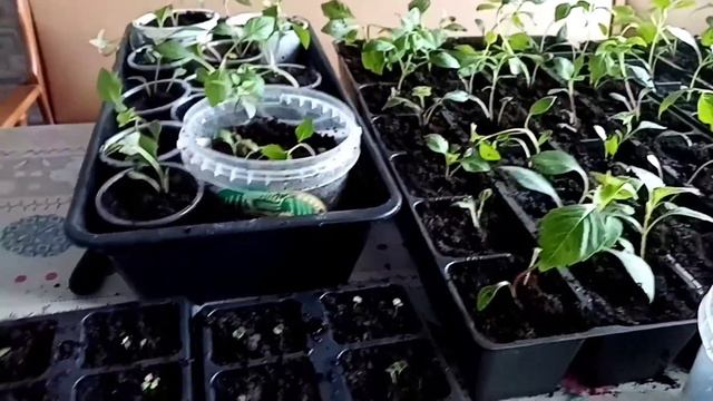 🌻Решила рассадить георгины 🌻Пикировка капусты и базелика🌻. смотреть онлайн