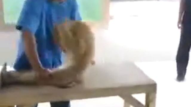 Обезьяна занимается спортом смотреть онлайн