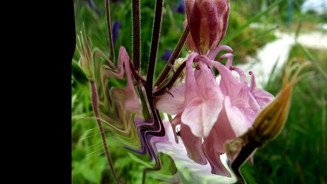 Нежная изящность. Водосбор. Аквилегия/Delicate elegance. Columbine. Aquilegia смотреть онлайн