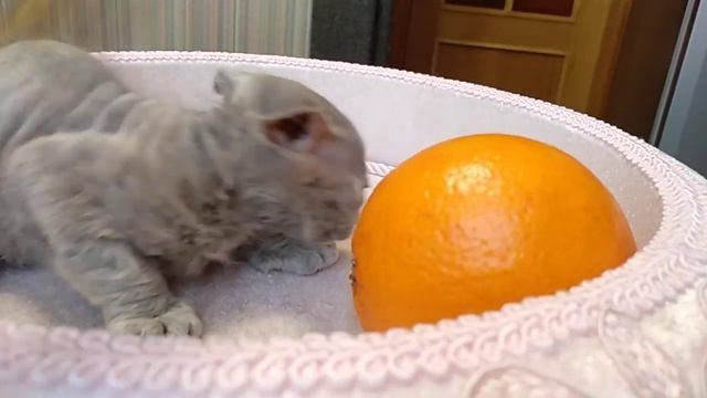 Украинский левкой Lucia. Ukrainian levkoy Lucia. Cattery www.chthon.ru смотреть онлайн