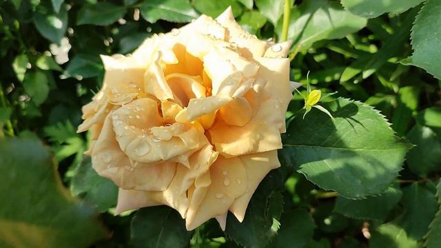 Роза Хани Дижон в Подмосковье смотреть онлайн