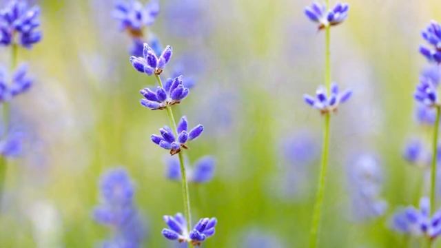 Reiki 3 Minute Timer With Relaxing Music - 26 Positions