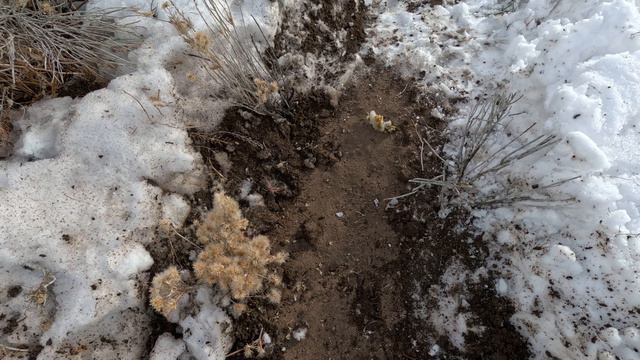 HOW TO CATCH COYOTES IN LARGE NUMBERS Part-3. The Perfect Coyote Set Guaranteed смотреть онлайн