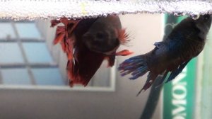 Рыбки петушки самец и самка ухаживают за икрой