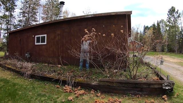 How to Prune or Deadhead Hydrangeas-Annabelle Hydrangea & Panicle/Paniculata Hydrangea смотреть онлайн