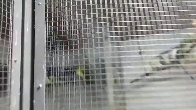 Поцепил гнездовые домики волнистым попугаям. смотреть онлайн