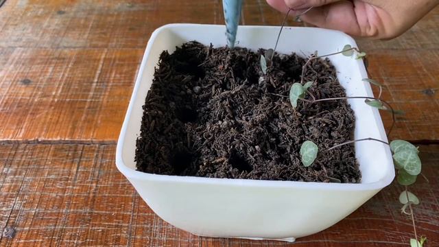 String of Hearts Propagation | Ceropegia Woodii смотреть онлайн